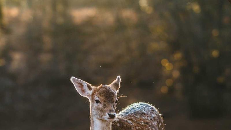 Featured image for Agntlog Com article