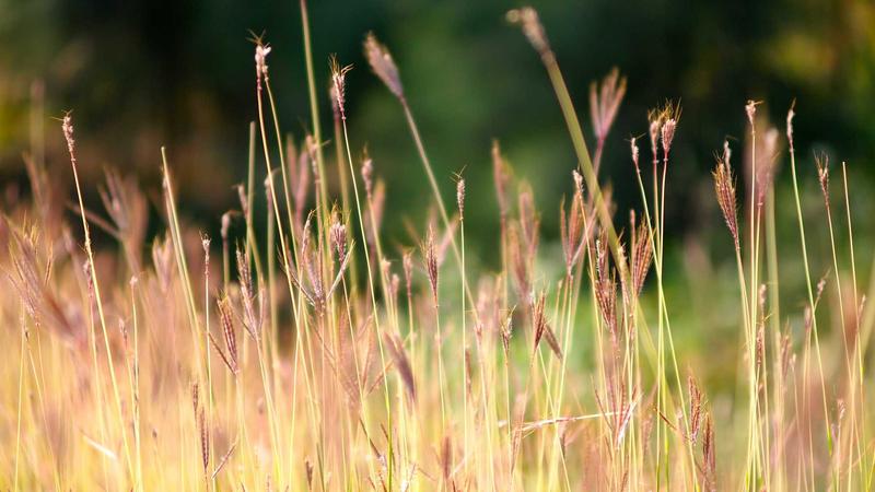 Featured image for Agntlog Com article